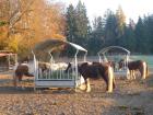 Offenstall Offenstallplatz frei Isländer Isi Kleinpferd Pony Geltendorf Bayern A
